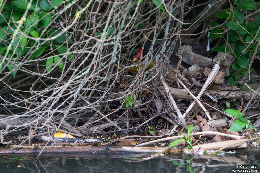 Gallinule poule-d'eauadulte, Nidification