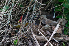 Gallinule poule-d'eau