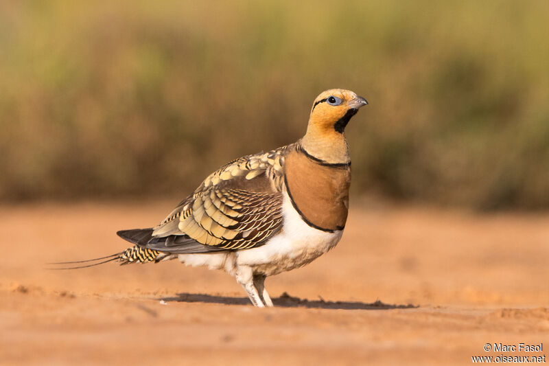 Pin-tailed Sandgrouse male adult, identification