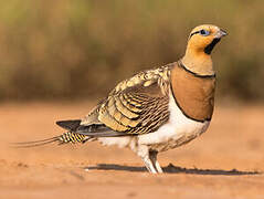 Pin-tailed Sandgrouse