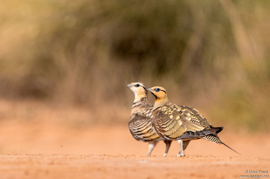 Pin-tailed Sandgrouseadult breeding, habitat