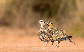 Pin-tailed Sandgrouse