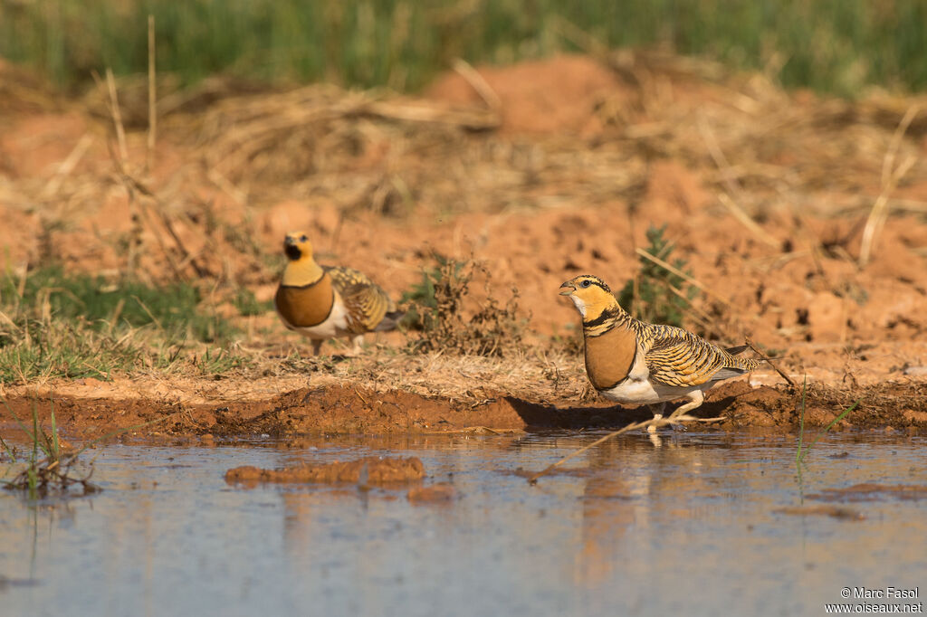 Pin-tailed Sandgrouse adult, breeding, drinking