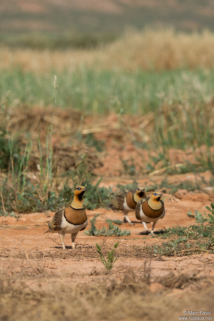 Pin-tailed Sandgrouse