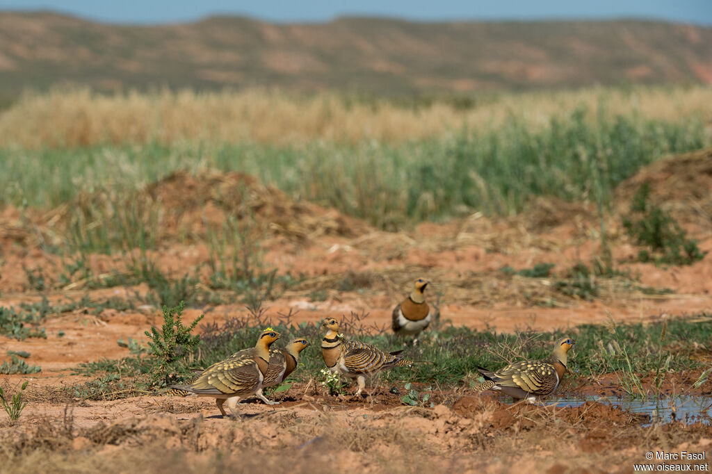 Pin-tailed Sandgrouse drinking