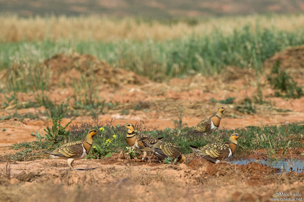 Pin-tailed Sandgrouse drinking