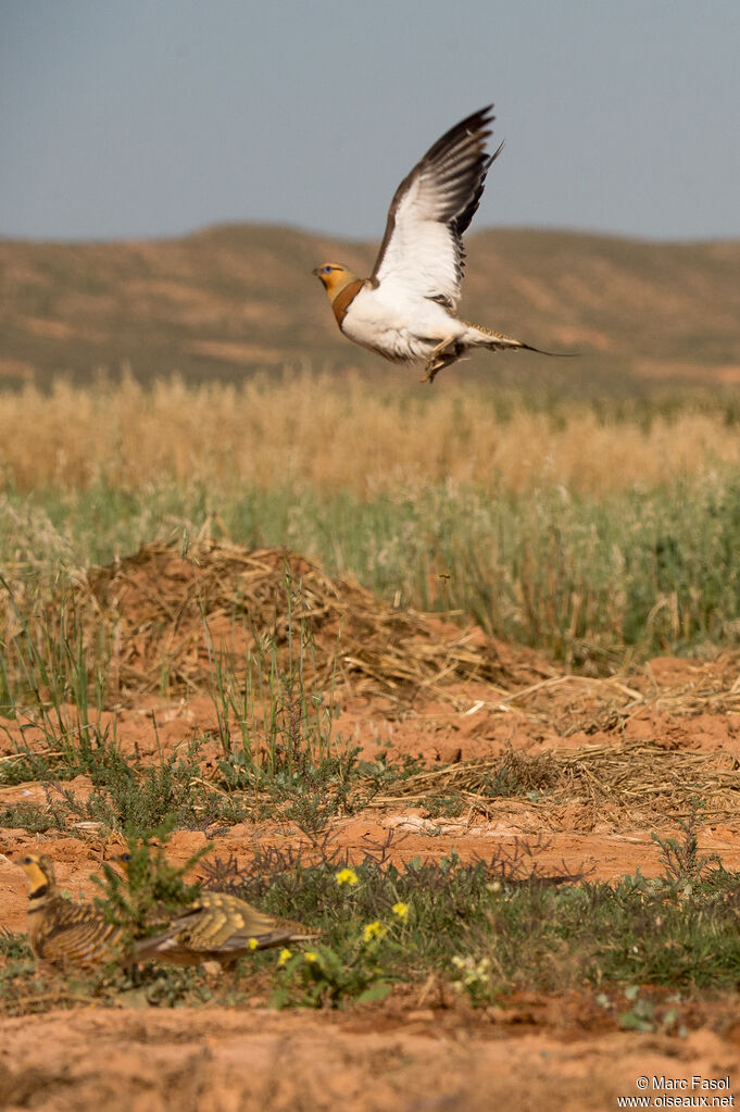 Pin-tailed Sandgrouse male, adult, breeding, flight