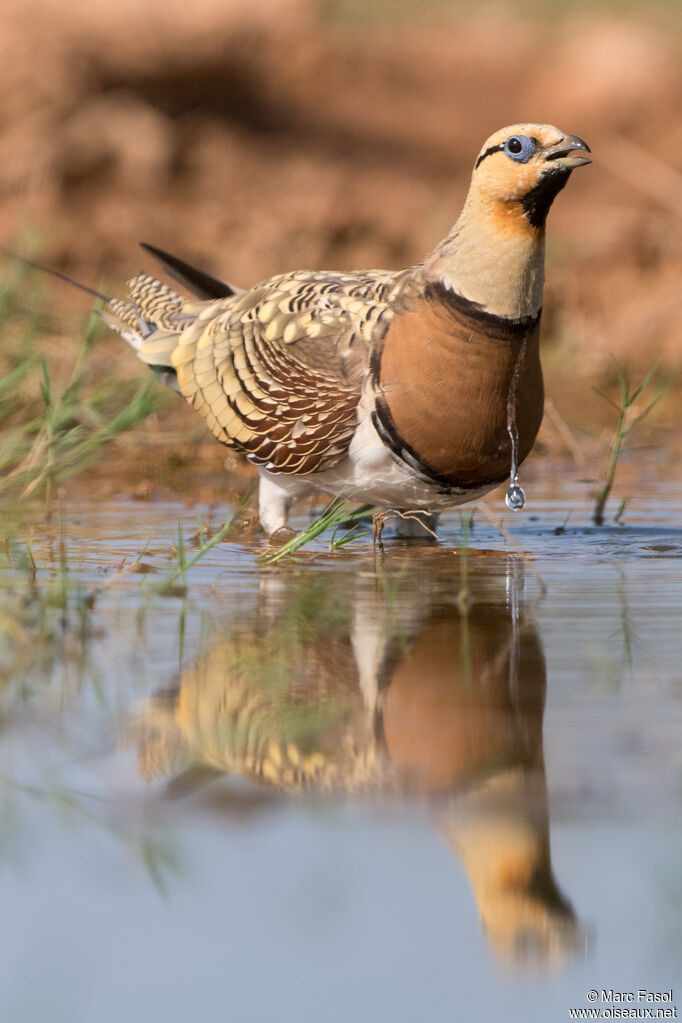 Pin-tailed Sandgrouse male adult breeding, identification, drinks