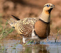 Pin-tailed Sandgrouse