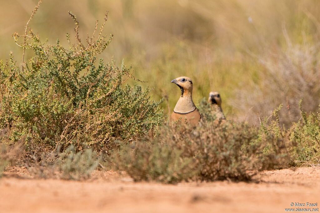 Pin-tailed Sandgrouseadult, habitat