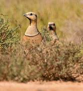 Pin-tailed Sandgrouse