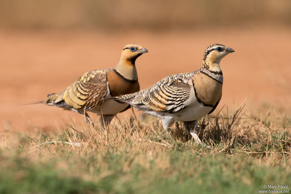 Pin-tailed Sandgrouseadult breeding, walking