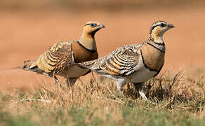 Pin-tailed Sandgrouse