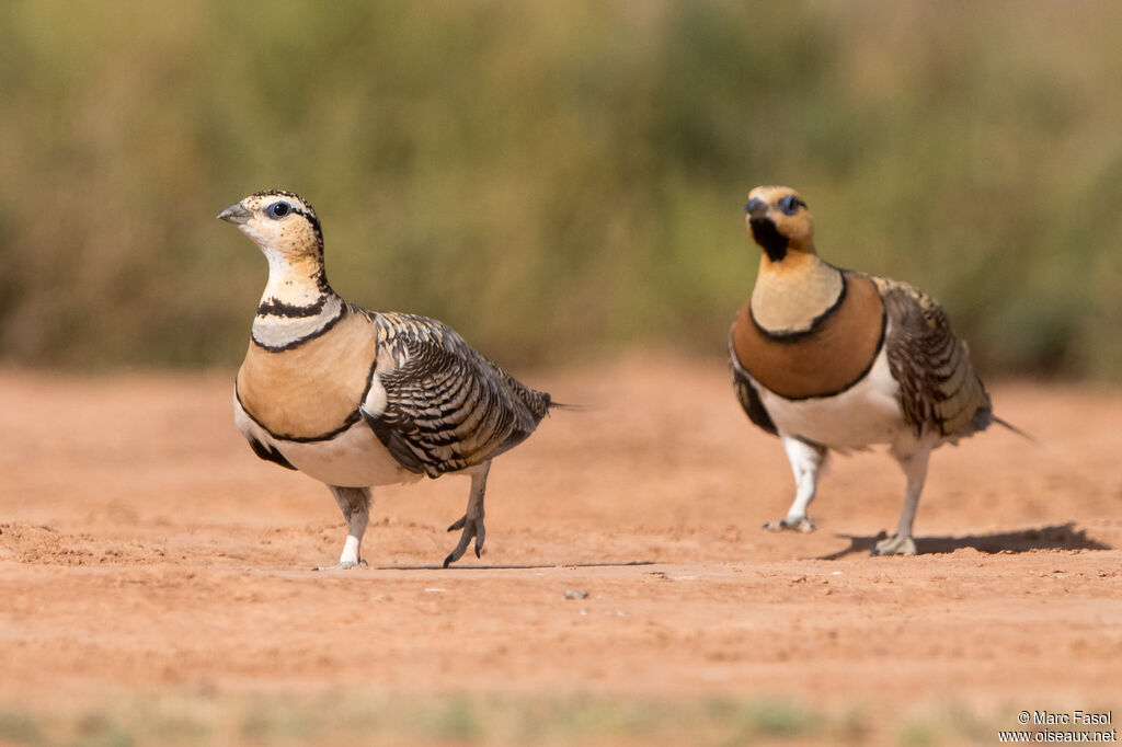 Pin-tailed Sandgrouseadult breeding, walking