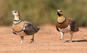 Pin-tailed Sandgrouse