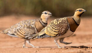 Pin-tailed Sandgrouse