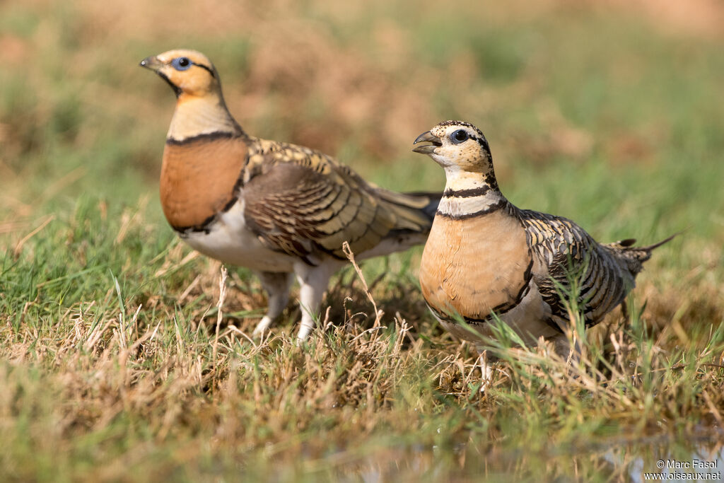 Pin-tailed Sandgrouseadult breeding