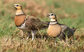 Pin-tailed Sandgrouse