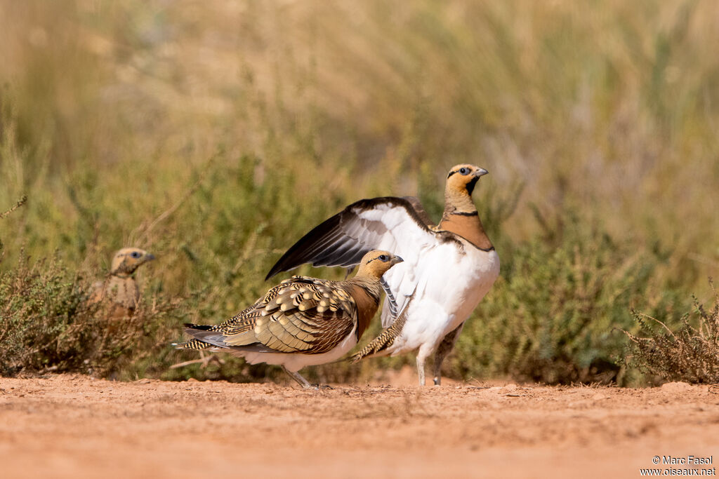 Pin-tailed Sandgrouseadult