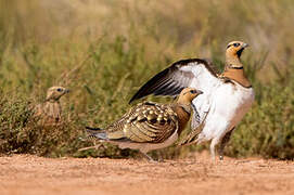 Pin-tailed Sandgrouse