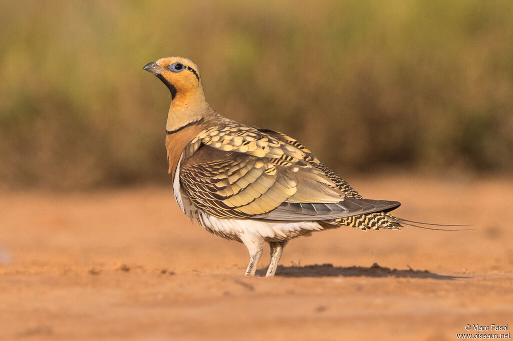 Pin-tailed Sandgrouse male adult breeding, identification