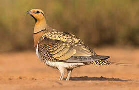 Pin-tailed Sandgrouse