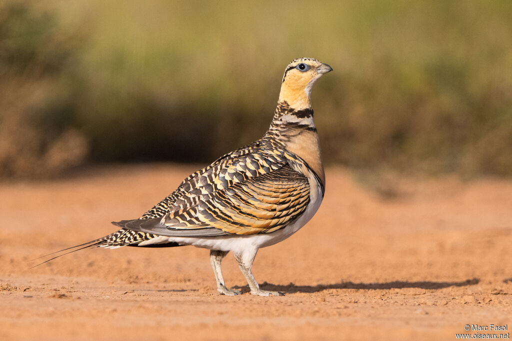 Pin-tailed Sandgrouse female adult, identification