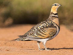 Pin-tailed Sandgrouse