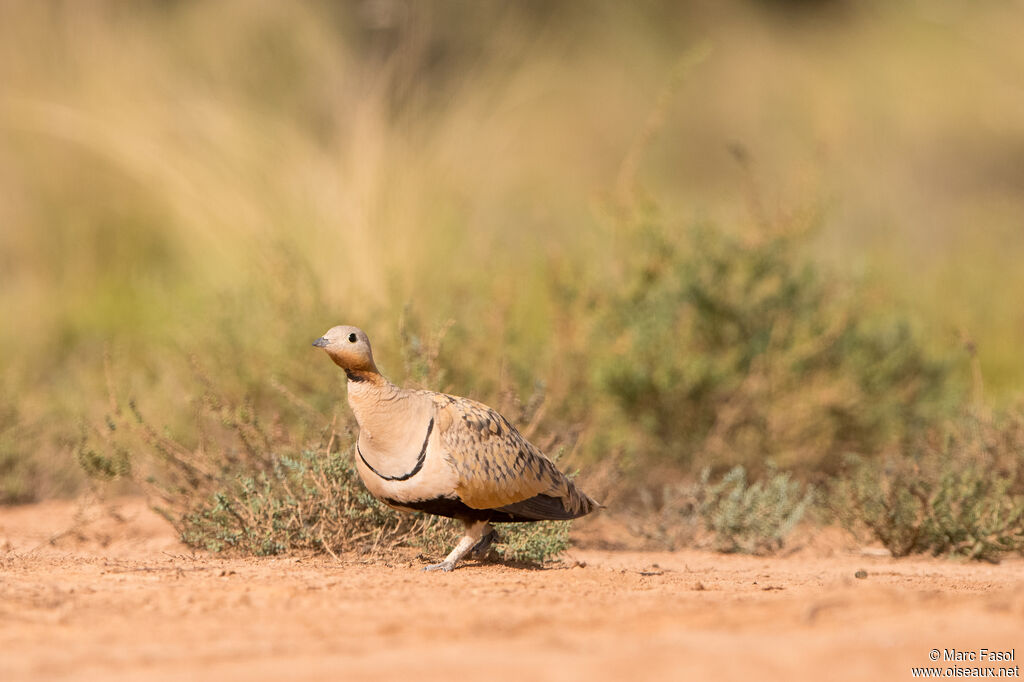 Black-bellied Sandgrouse male adult, habitat