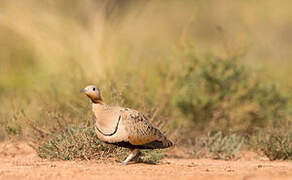 Black-bellied Sandgrouse