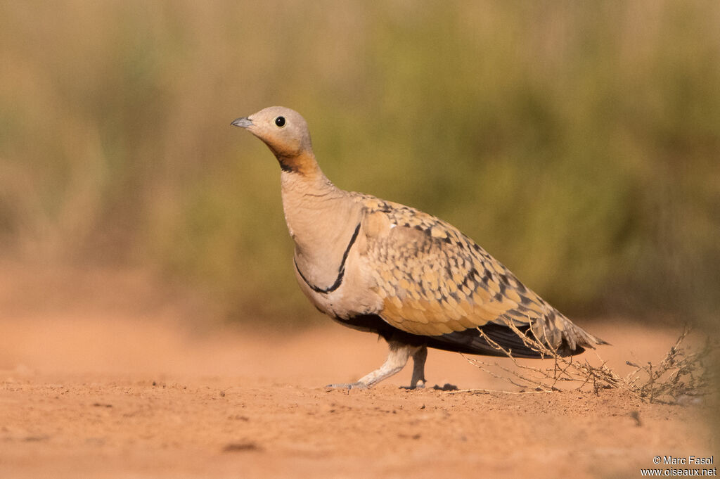 Black-bellied Sandgrouse male adult