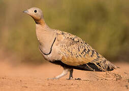 Black-bellied Sandgrouse