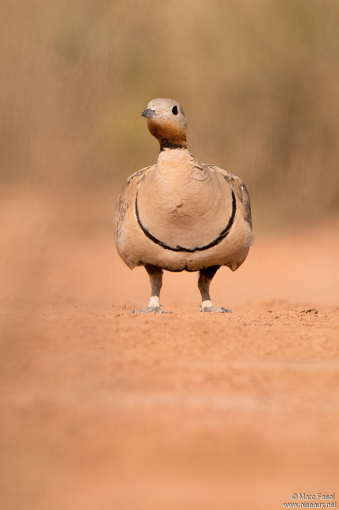 Black-bellied Sandgrouse male adult breeding, camouflage