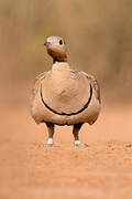 Black-bellied Sandgrouse