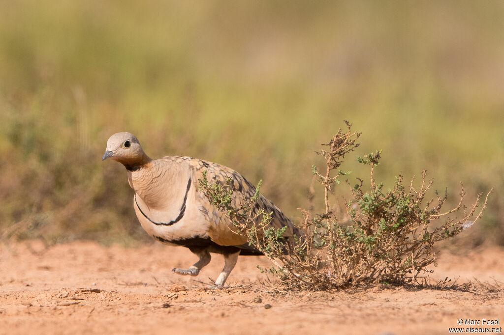 Black-bellied Sandgrouse male adult, walking