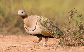 Black-bellied Sandgrouse