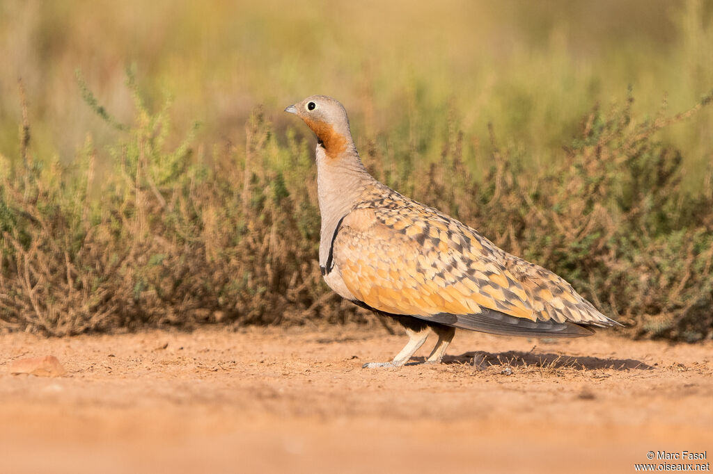 Ganga unibande mâle adulte nuptial, identification