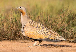 Black-bellied Sandgrouse