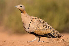 Black-bellied Sandgrouse