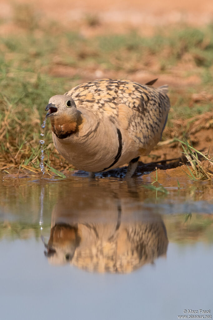 Black-bellied Sandgrouse male adult, drinks