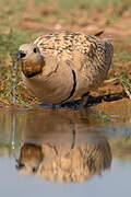 Black-bellied Sandgrouse