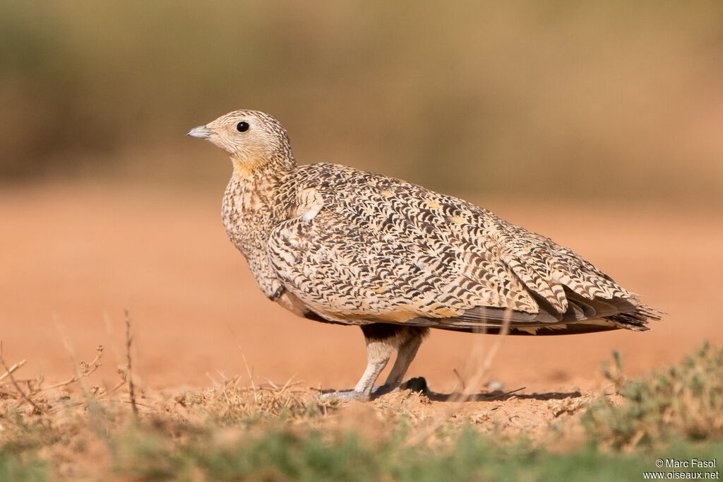 Black-bellied Sandgrouse female, identification