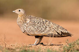 Black-bellied Sandgrouse