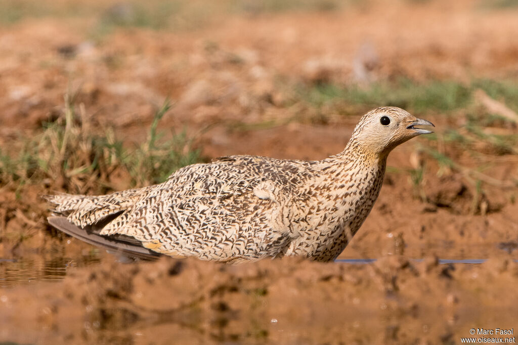 Black-bellied Sandgrouse female adult, identification, drinks