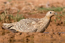 Black-bellied Sandgrouse