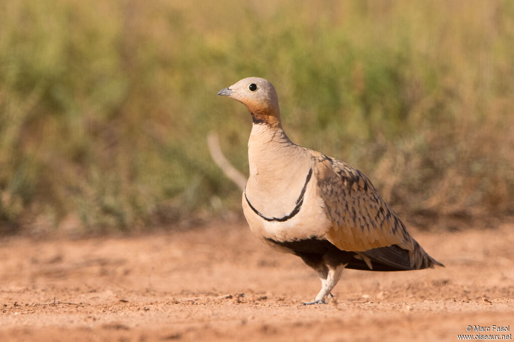 Black-bellied Sandgrouse male adult breeding, identification