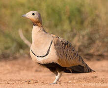 Black-bellied Sandgrouse