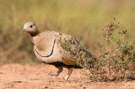 Black-bellied Sandgrouse