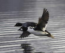 Common Goldeneye