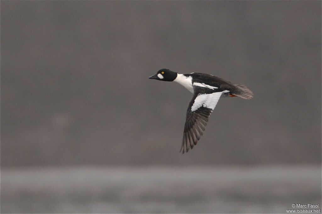 Common Goldeneye male, Flight